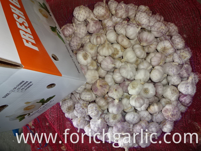 Export Fresh Garlic